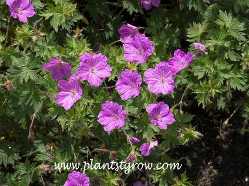 Blushing Turtle Geranium (Geranium)
